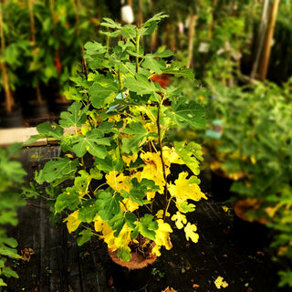 Fruchtfeige 'Osborn Prolific' (Ficus carica)