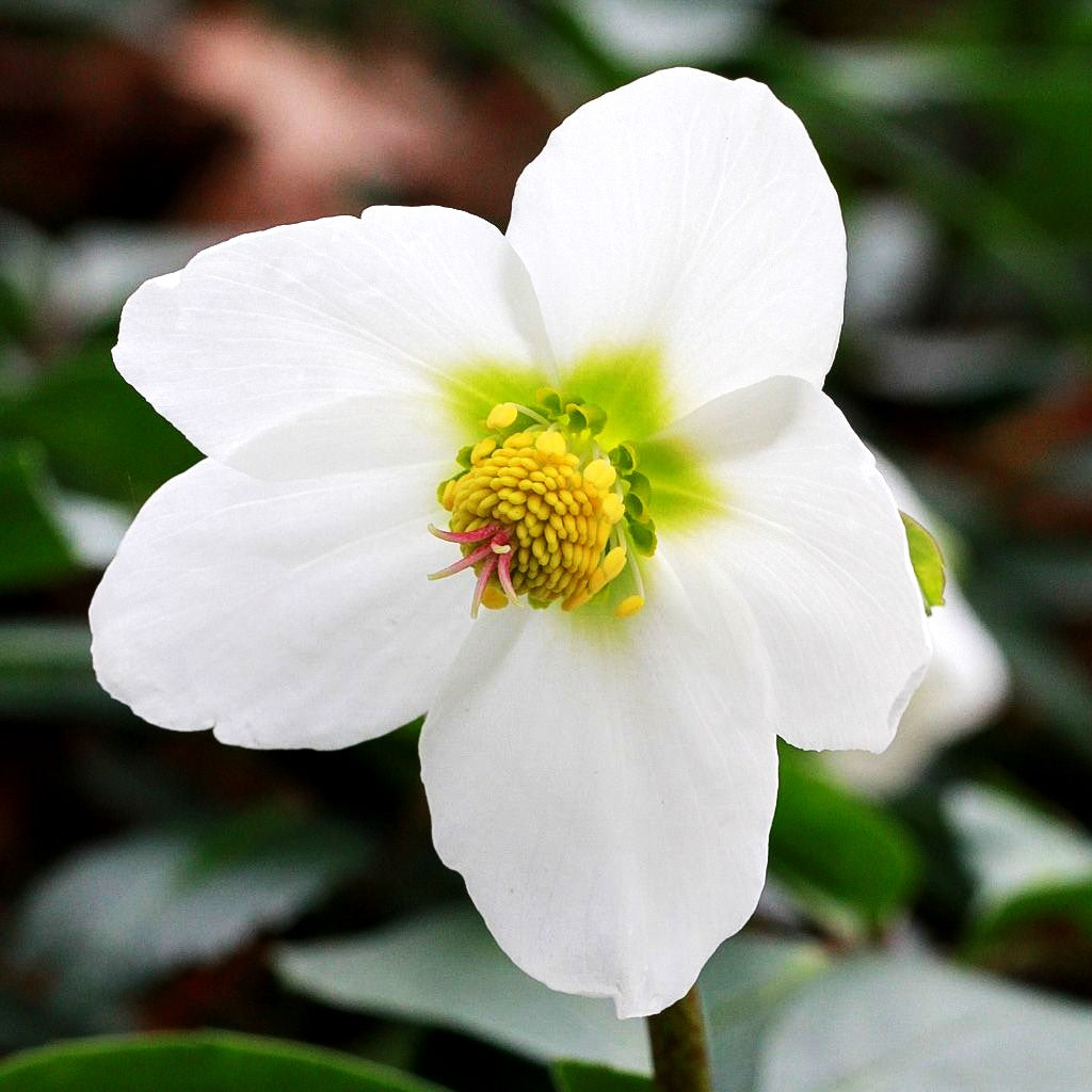 Frühblühende Christrose (Helleborus niger)