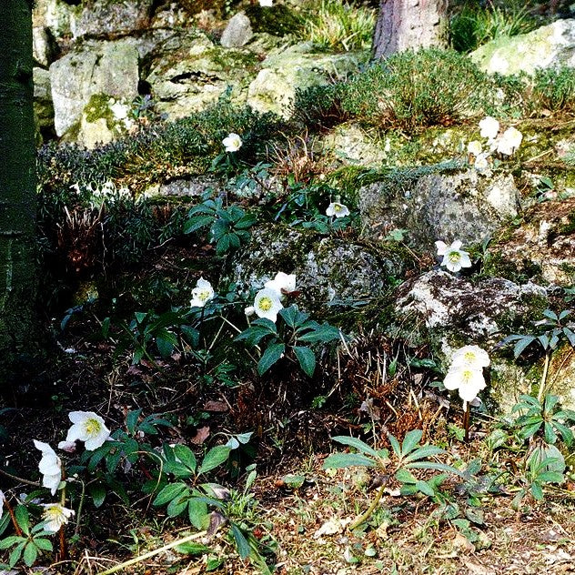 Frühblühende Christrose (Helleborus niger)
