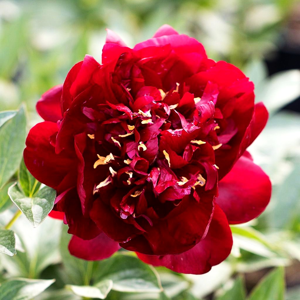 Frühblühende Pfingstrose 'Buckeye Belle' (Paeonia x hybr.)