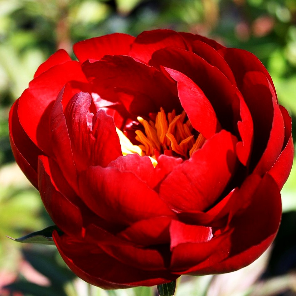 Frühblühende Pfingstrose 'Buckeye Belle' (Paeonia x hybr.)