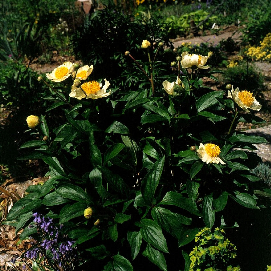 Frühblühende Pfingstrose 'Claire de Lune' (Paeonia x hybr.)