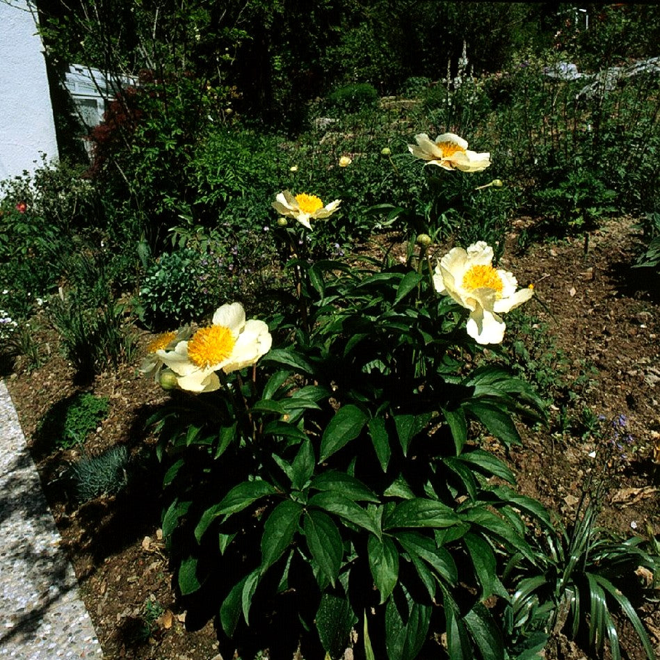Frühblühende Pfingstrose 'Claire de Lune' (Paeonia x hybr.)