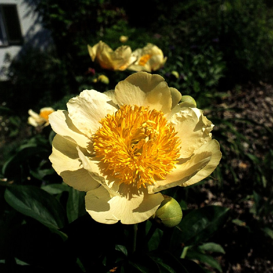 Frühblühende Pfingstrose 'Claire de Lune' (Paeonia x hybr.)