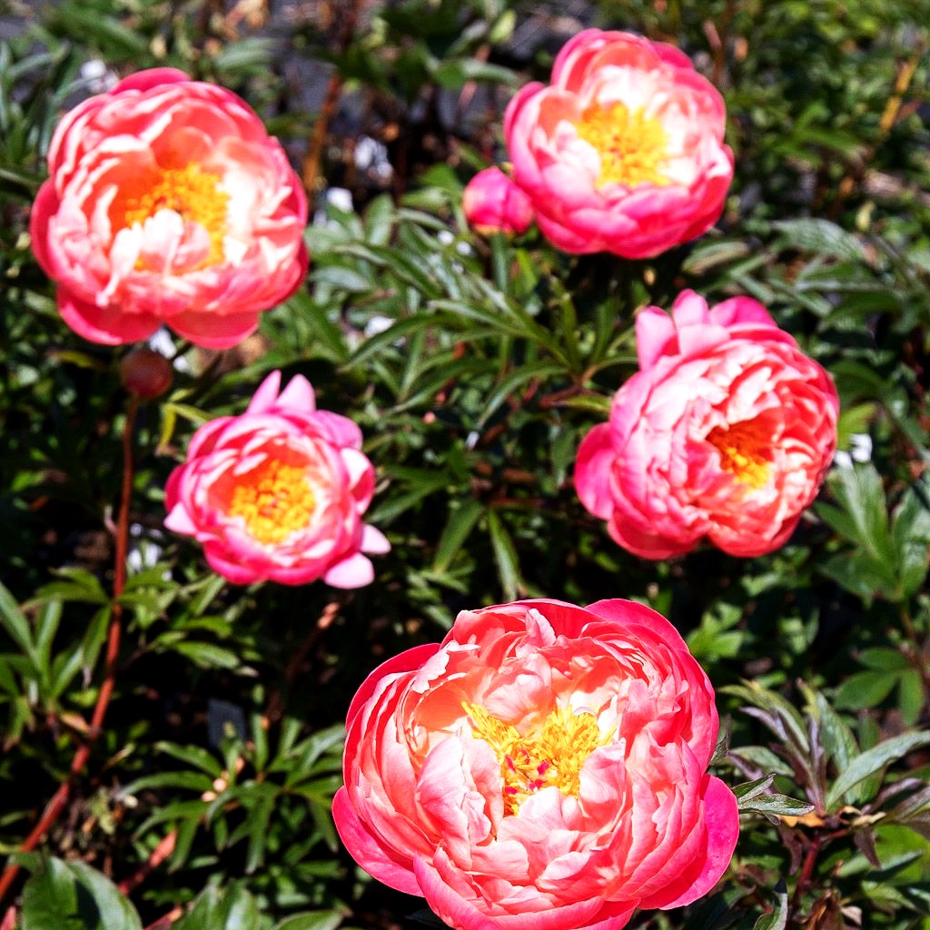 Frühblühende Pfingstrose 'Coral Charm' (Paeonia x hybr.)