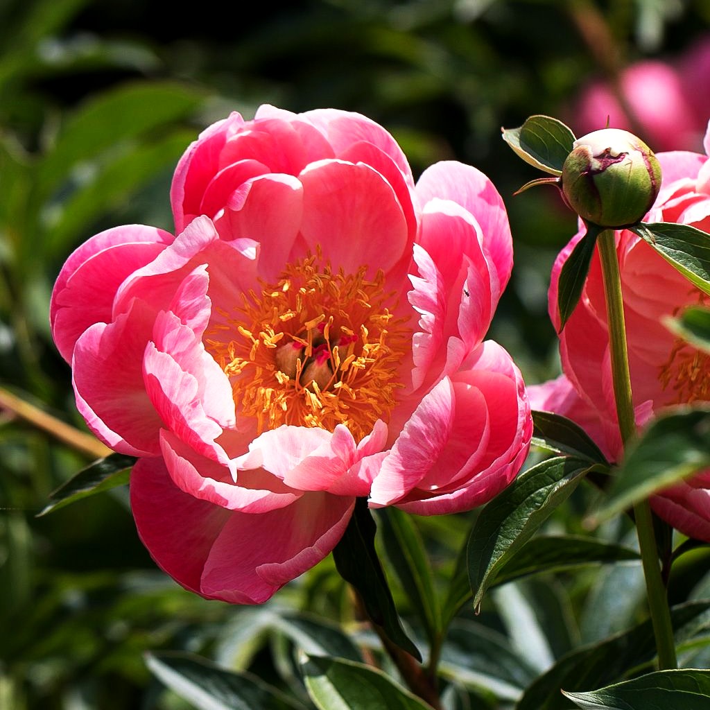 Frühblühende Pfingstrose 'Coral Charm' (Paeonia x hybr.)
