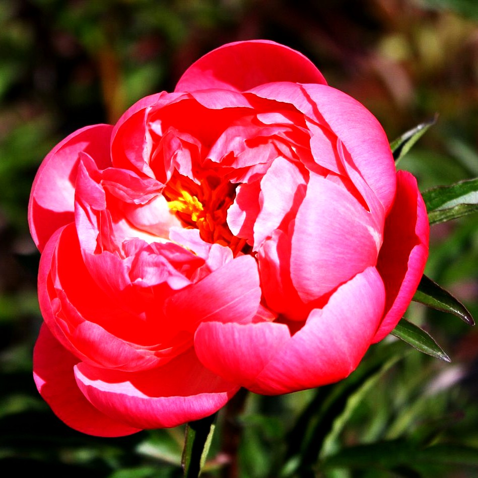 Frühblühende Pfingstrose 'Coral Charm' (Paeonia x hybr.)