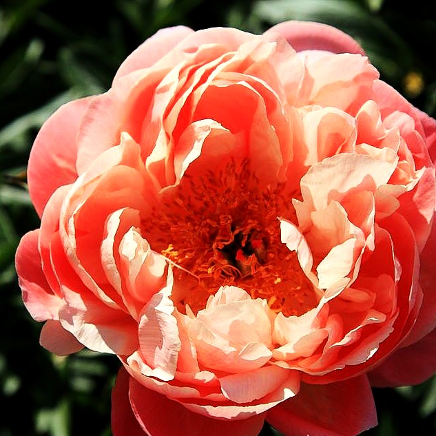Frühblühende Pfingstrose 'Coral Charm' (Paeonia x hybr.)