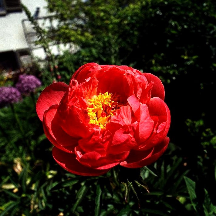 Frühblühende Pfingstrose 'Coral Sunset' (Paeonia x hybr.)