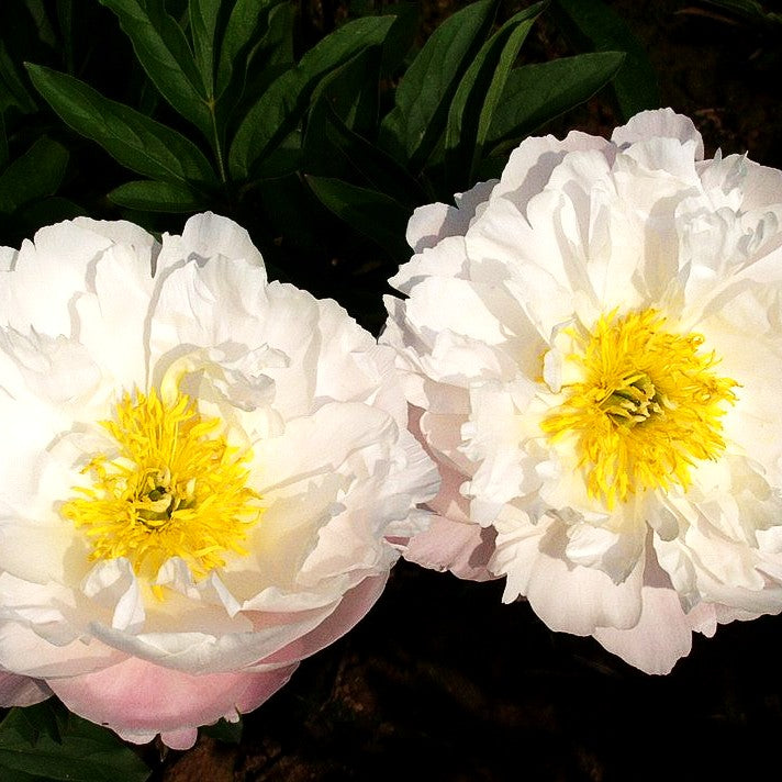 Frühblühende Pfingstrose 'Miss America' (Paeonia x hybr.)