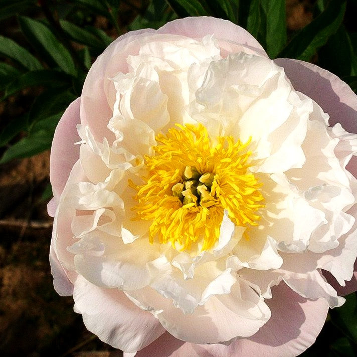 Frühblühende Pfingstrose 'Miss America' (Paeonia x hybr.)