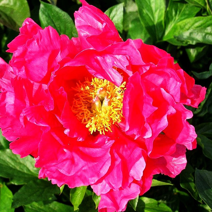 Frühblühende Pfingstrose 'Paula Fay' (Paeonia x hybr.)