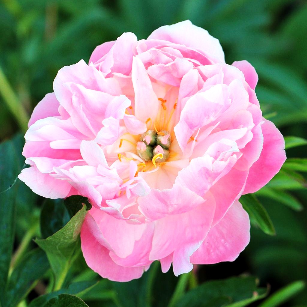 Frühblühende Pfingstrose 'Pink Hawaiian Coral' (Paeonia x hybr.)