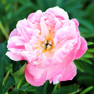 Frühblühende Pfingstrose 'Pink Hawaiian Coral' (Paeonia x hybr.)