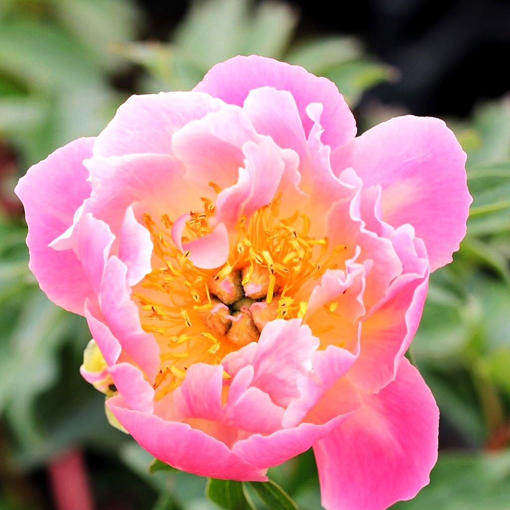 Frühblühende Pfingstrose 'Pink Hawaiian Coral' (Paeonia x hybr.)