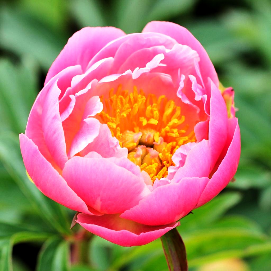 Frühblühende Pfingstrose 'Pink Hawaiian Coral' (Paeonia x hybr.)