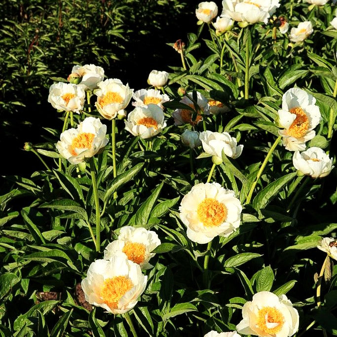 Frühblühende Pfingstrose 'Starlight' (Paeonia x hybr.)