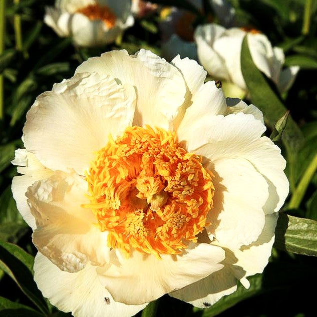 Frühblühende Pfingstrose 'Starlight' (Paeonia x hybr.)