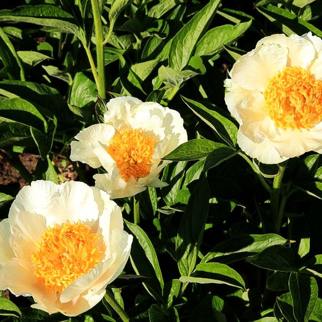 Frühblühende Pfingstrose 'Starlight' (Paeonia x hybr.)