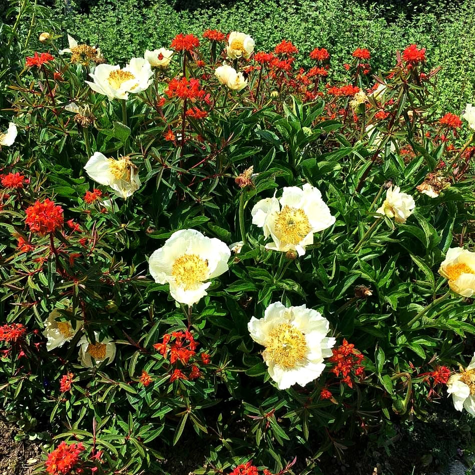 Frühblühende Pfingstrose 'Starlight' (Paeonia x hybr.)