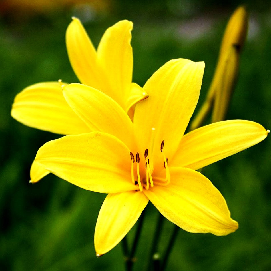Frühblühende Wiesen-Taglilie (Hemerocallis lilioasphodelus)