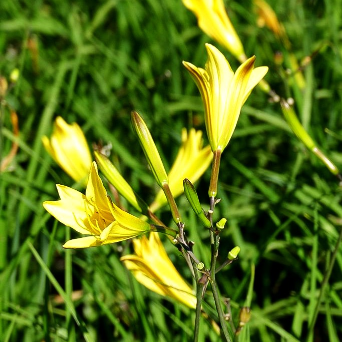Frühblühende Wiesen-Taglilie (Hemerocallis lilioasphodelus)