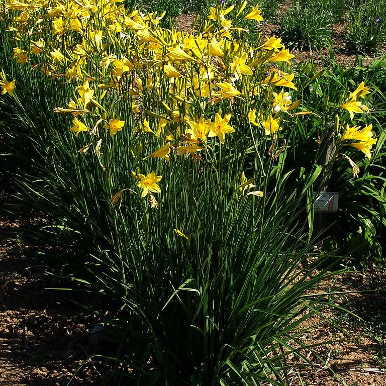 Frühblühende Wiesen-Taglilie (Hemerocallis lilioasphodelus)