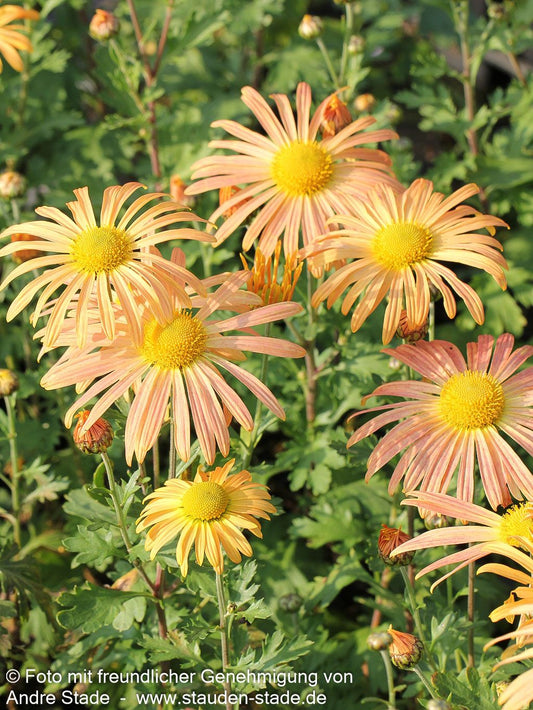 Frühblühende Winteraster 'Mary Stoker' (Chrysanthemum zawadskii)