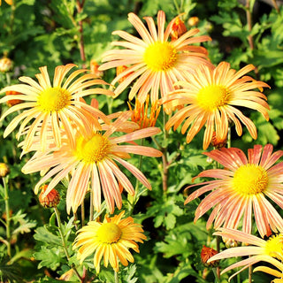 Frühblühende Winteraster 'Mary Stoker' (Chrysanthemum zawadskii)