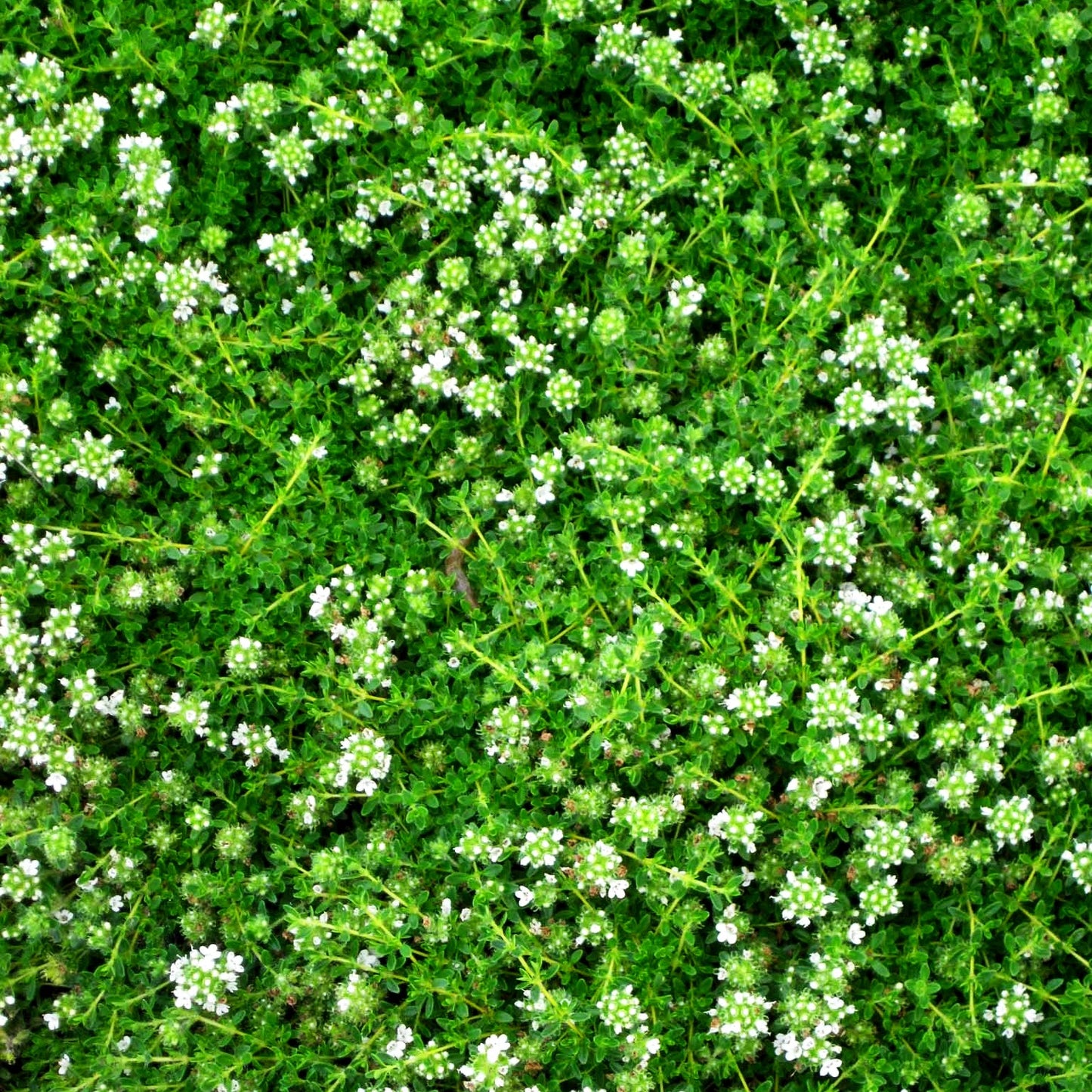 Frühblühender Thymian 'Wirral White' (Thymus praecox)