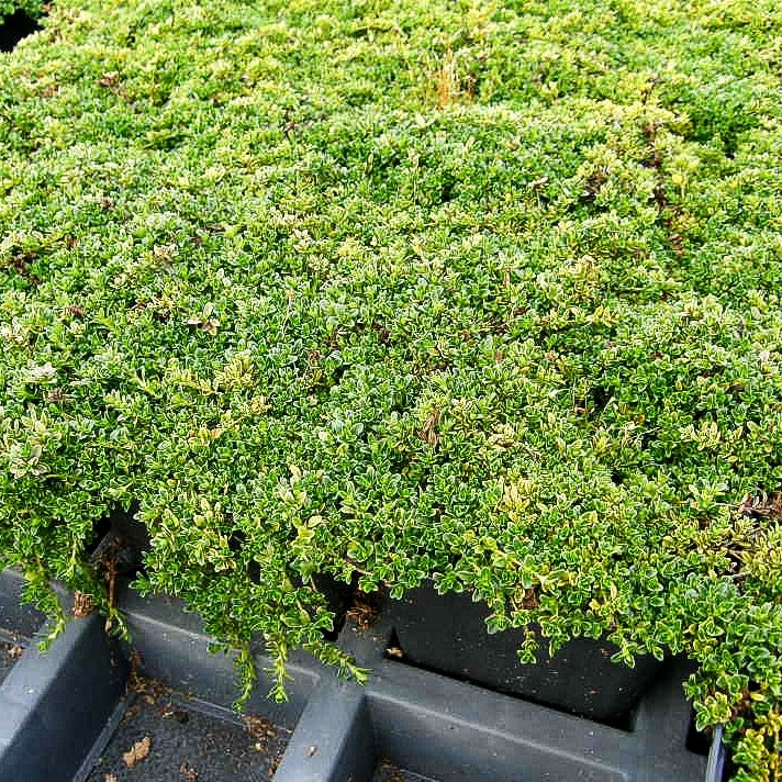 Frühblühender Thymian 'Wirral White' (Thymus praecox)