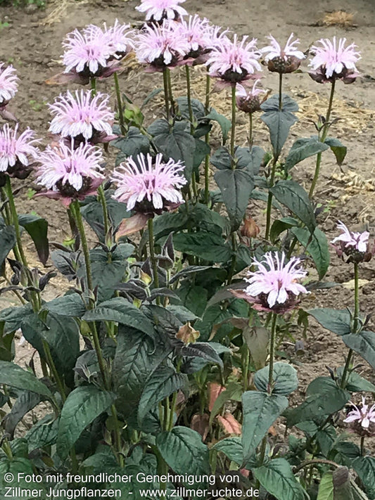 Frühe Indianernessel 'Verbesserte Ozark' (Monarda bradburiana)