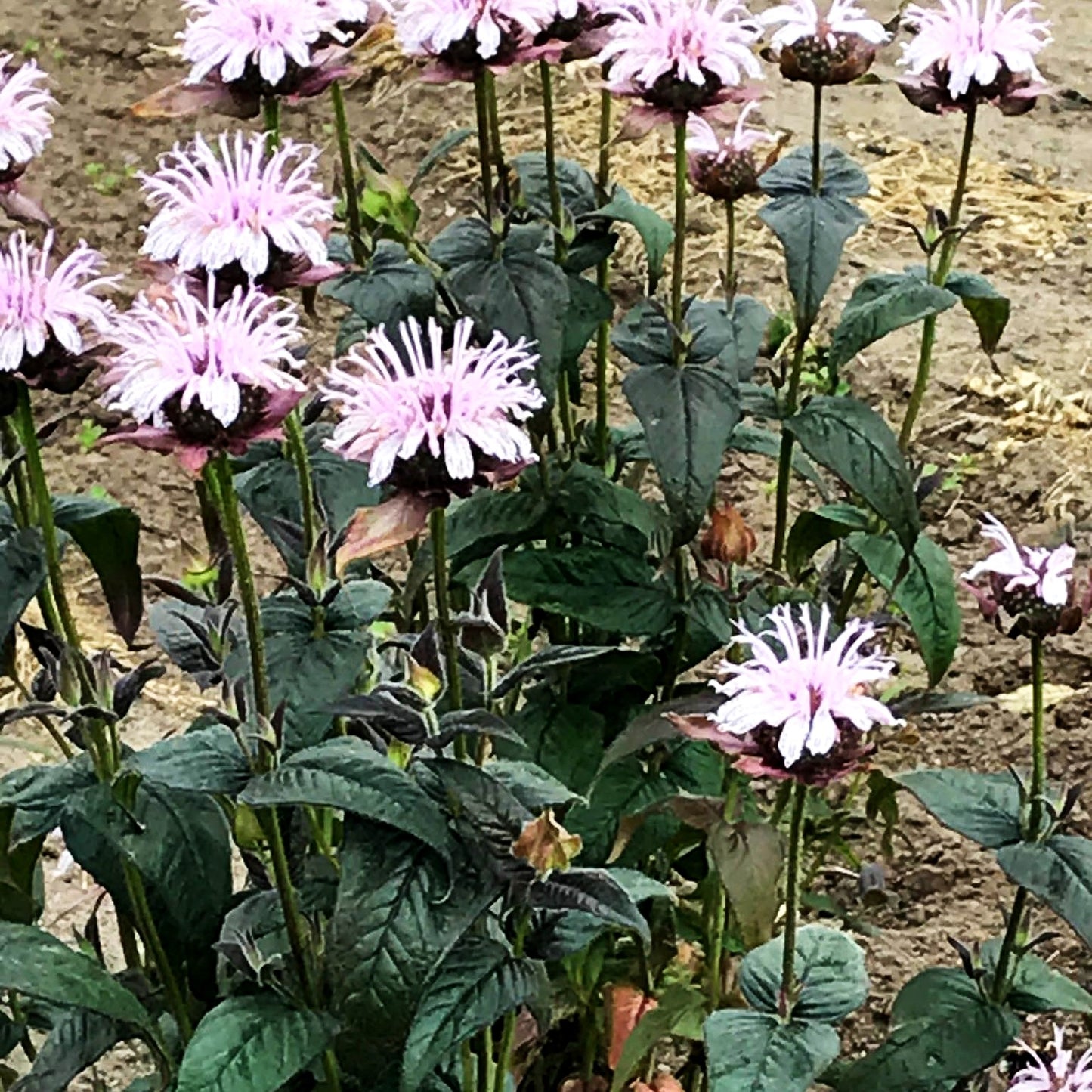 Frühe Indianernessel 'Verbesserte Ozark' (Monarda bradburiana)