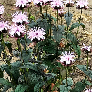 Frühe Indianernessel 'Verbesserte Ozark' (Monarda bradburiana)