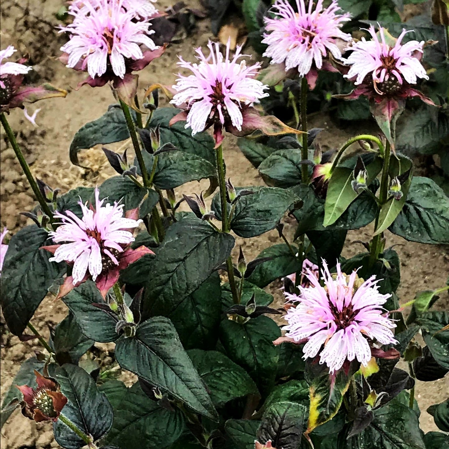 Frühe Indianernessel 'Verbesserte Ozark' (Monarda bradburiana)