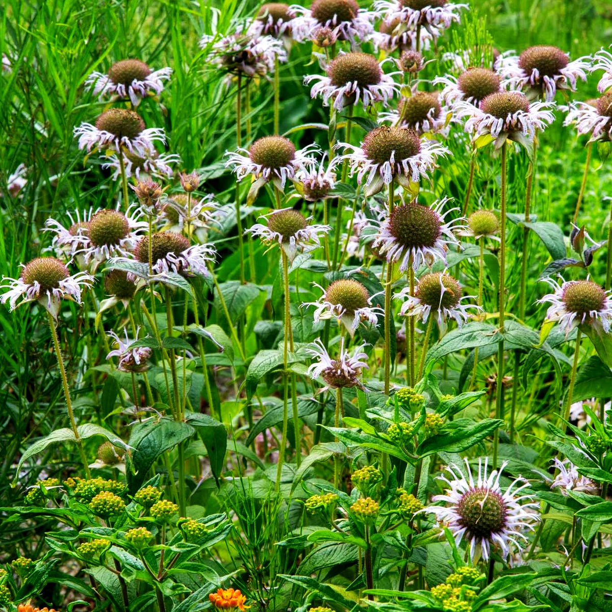 Frühe Indianernessel 'Verbesserte Ozark' (Monarda bradburiana)