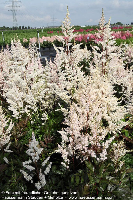 Frühe Prachtspiere 'Bumalda' (Astilbe japonica)