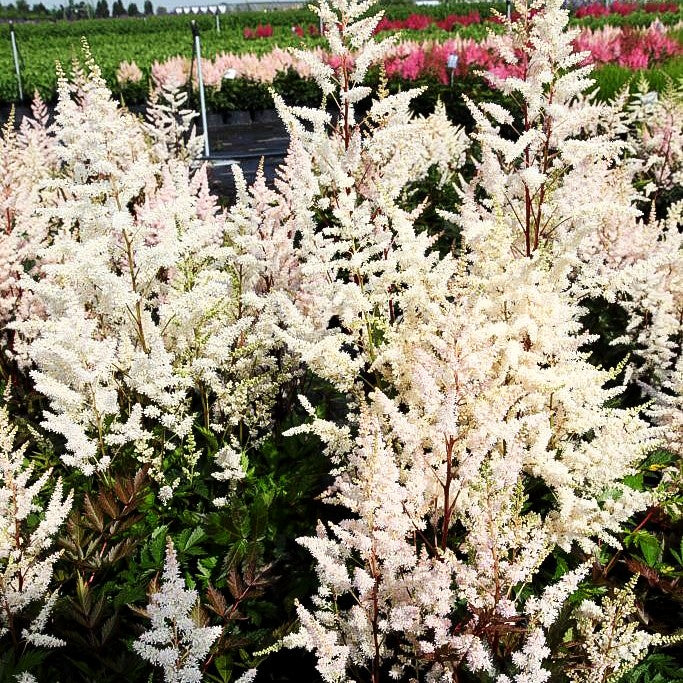 Frühe Prachtspiere 'Bumalda' (Astilbe japonica)