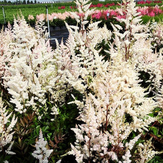 Frühe Prachtspiere 'Bumalda' (Astilbe japonica)