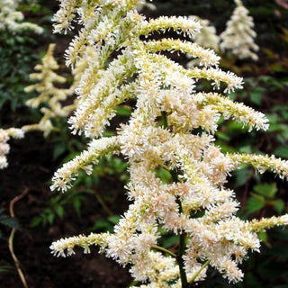 Frühe Prachtspiere 'Deutschland' (Astilbe japonica)