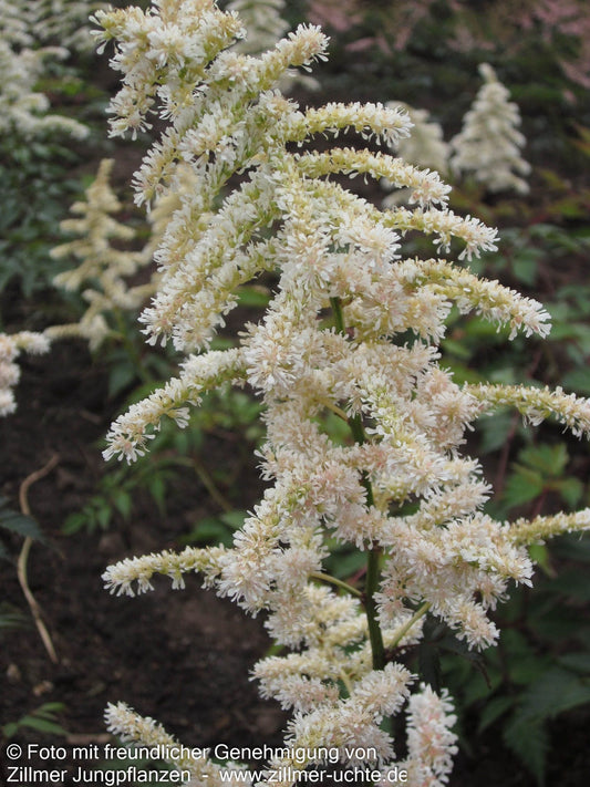Frühe Prachtspiere 'Deutschland' (Astilbe japonica)