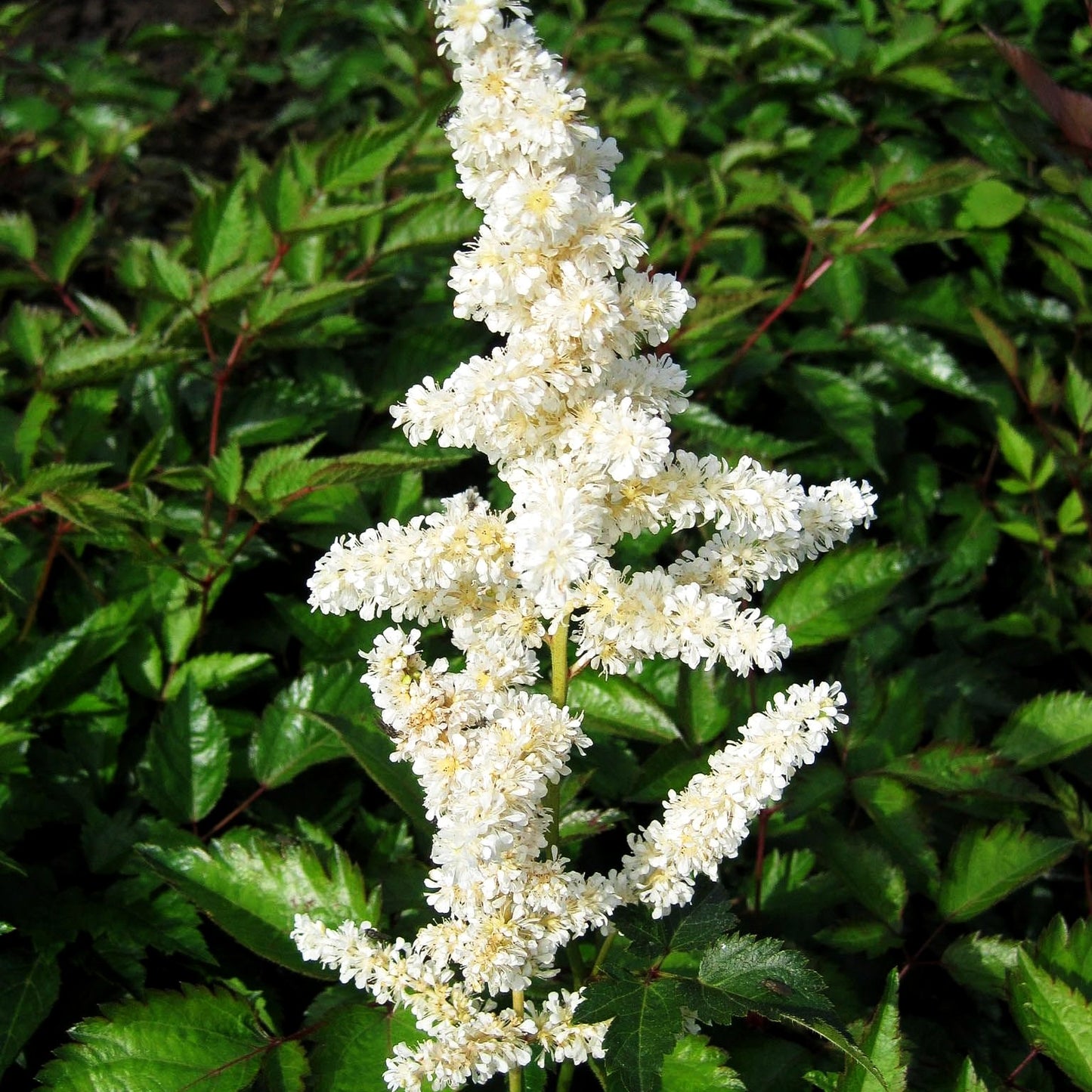 Frühe Prachtspiere 'Deutschland' (Astilbe japonica)