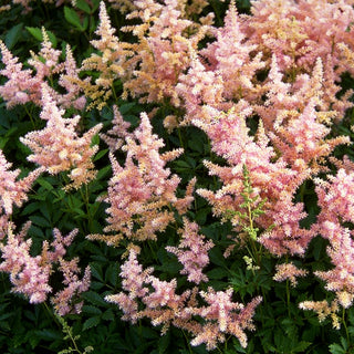 Frühe Prachtspiere 'Europa' (Astilbe japonica)