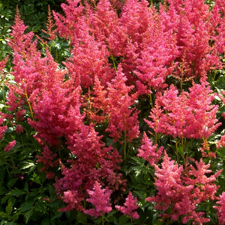 Frühe Prachtspiere 'Mainz' (Astilbe japonica)