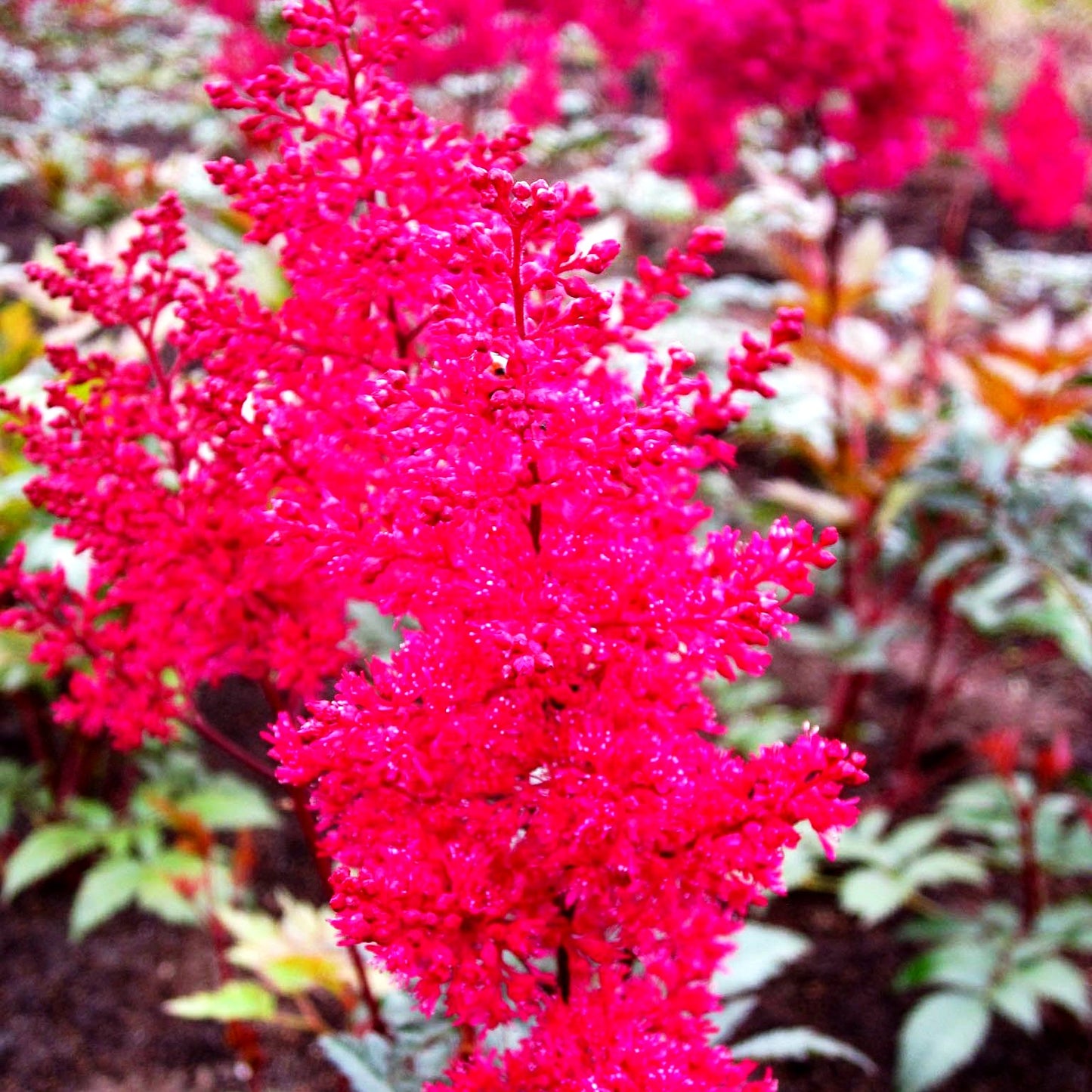 Frühe Prachtspiere 'Montgomery' (Astilbe japonica)