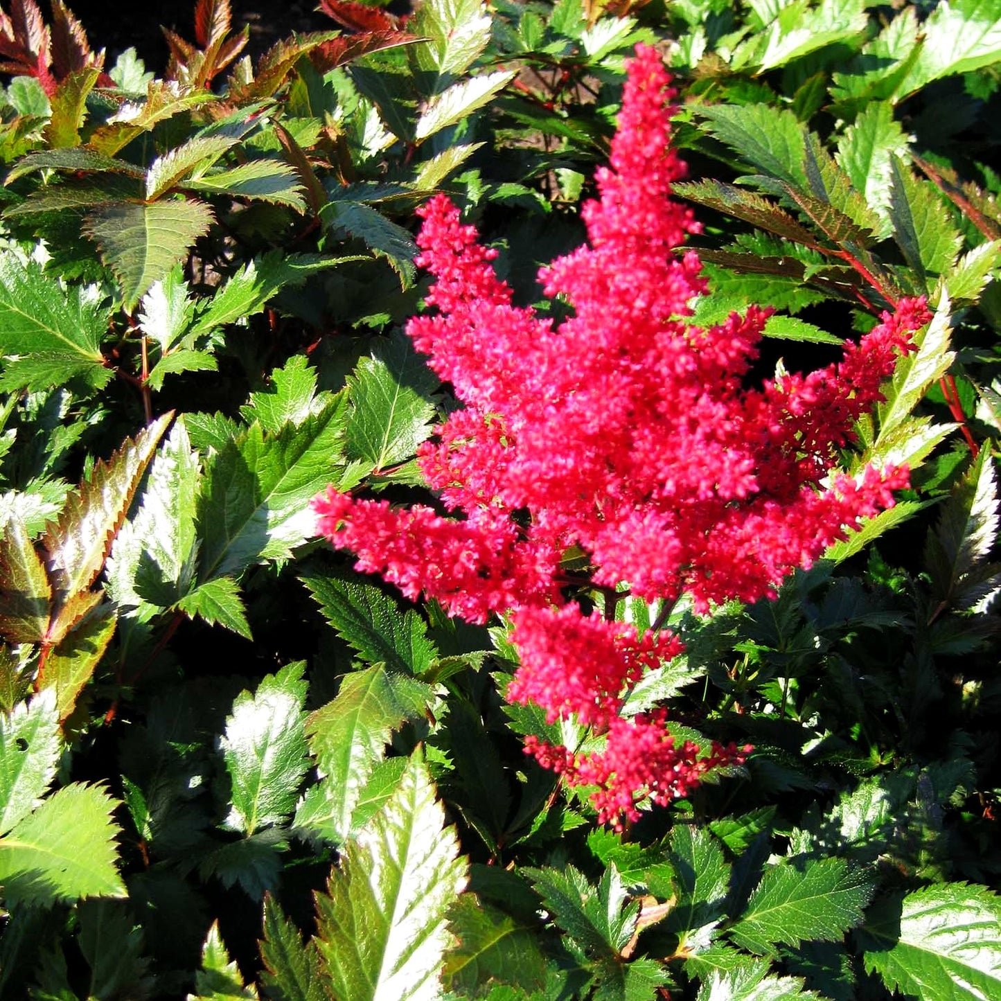 Frühe Prachtspiere 'Montgomery' (Astilbe japonica)