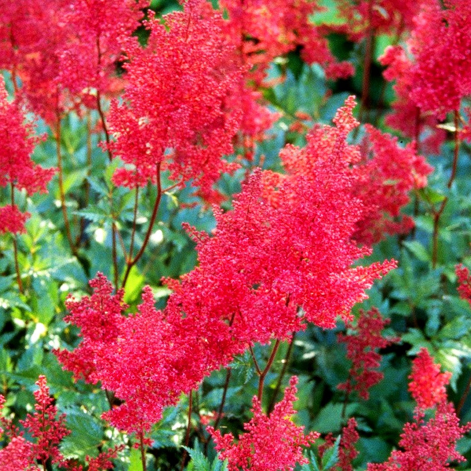 Frühe Prachtspiere 'Montgomery' (Astilbe japonica)
