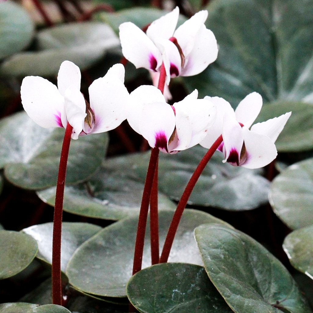 Frühlings-Alpenveilchen 'Album' (Cyclamen coum)