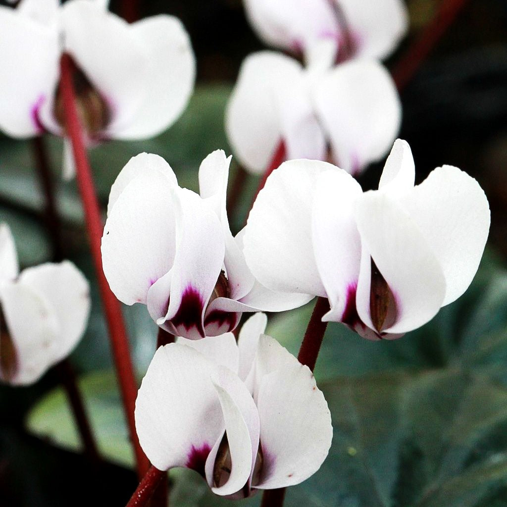 Frühlings-Alpenveilchen 'Album' (Cyclamen coum)