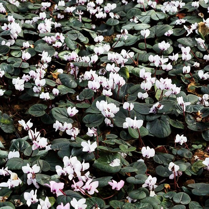 Frühlings-Alpenveilchen 'Album' (Cyclamen coum)